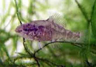The Fish and Wildlife Service Proposes Protection of Spring Pygmy Sunfish