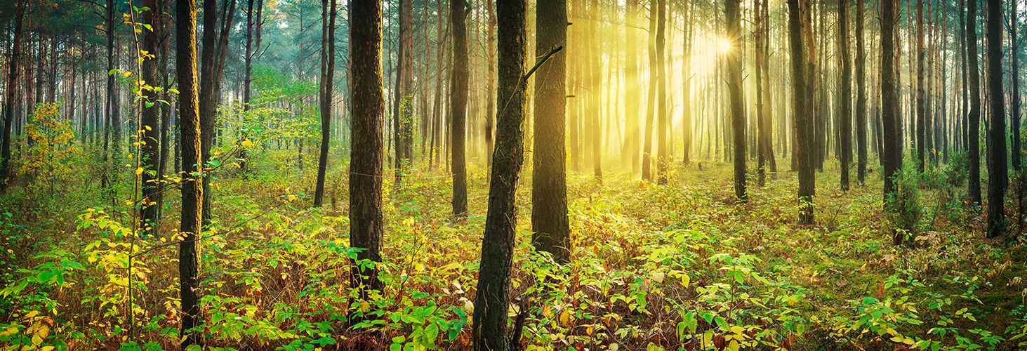 Renewable Wood Energy: A New Opportunity for Alabama’s Forests