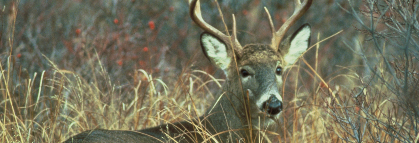 State Conservation Enforcement Officers announce $750,000 fine for Illegally importing deer