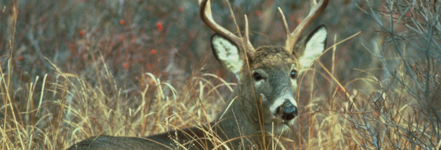 Deer Feeding Chart Alabama 2018