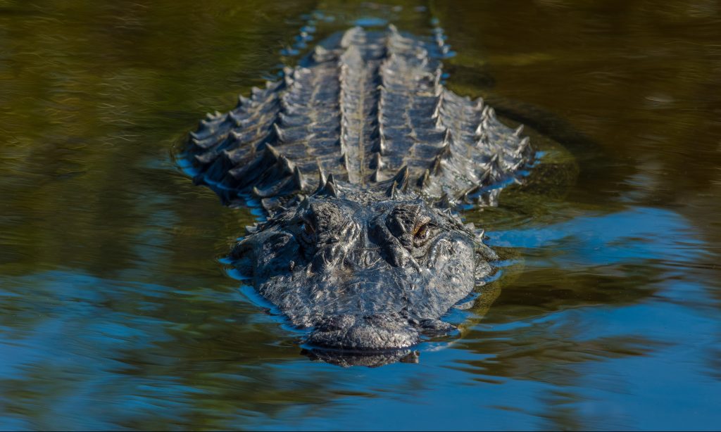 Alabama Alligator Season opens this week