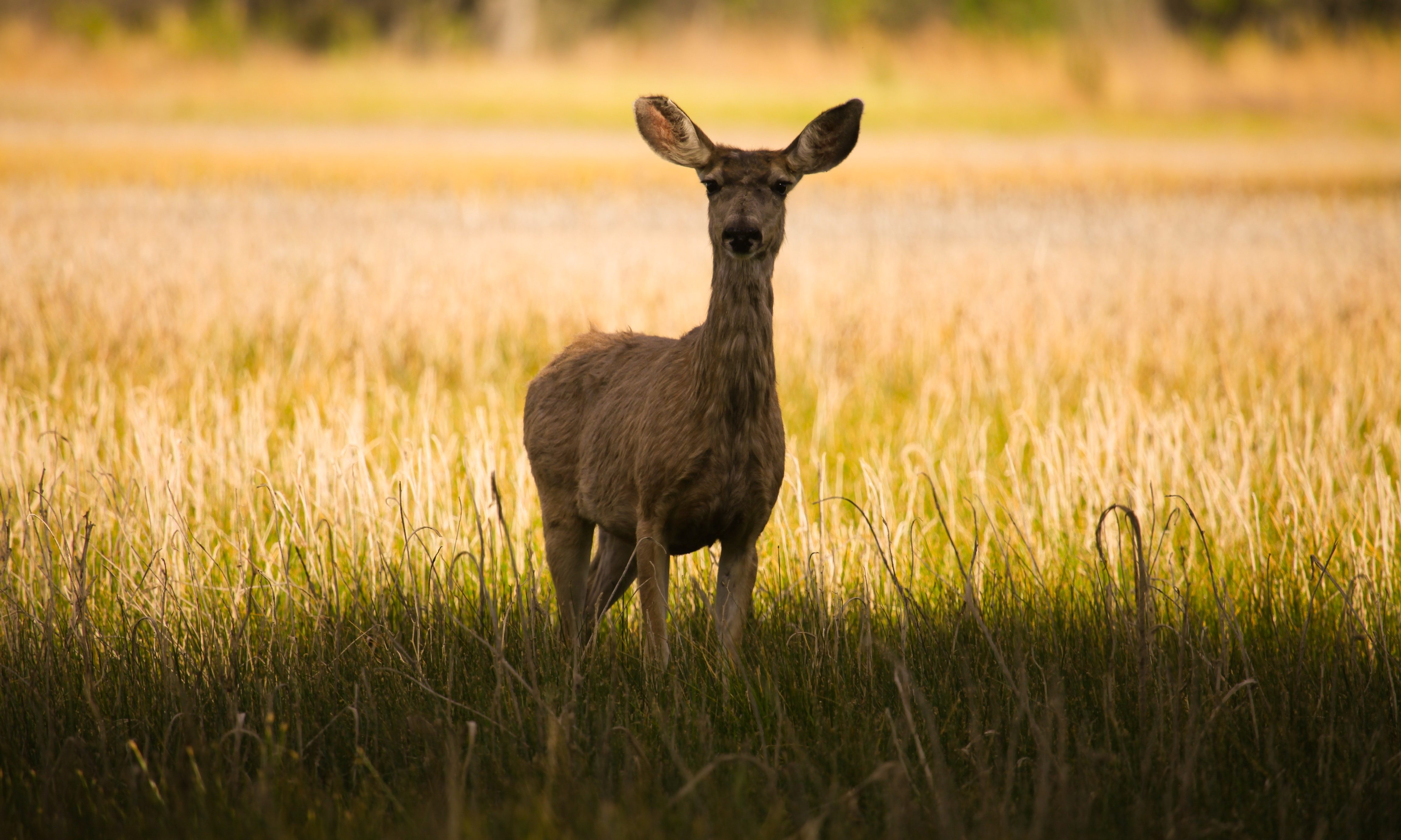 Deer Feeding Chart Alabama 2018