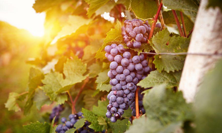 Bill lets small local farm wineries compete for business