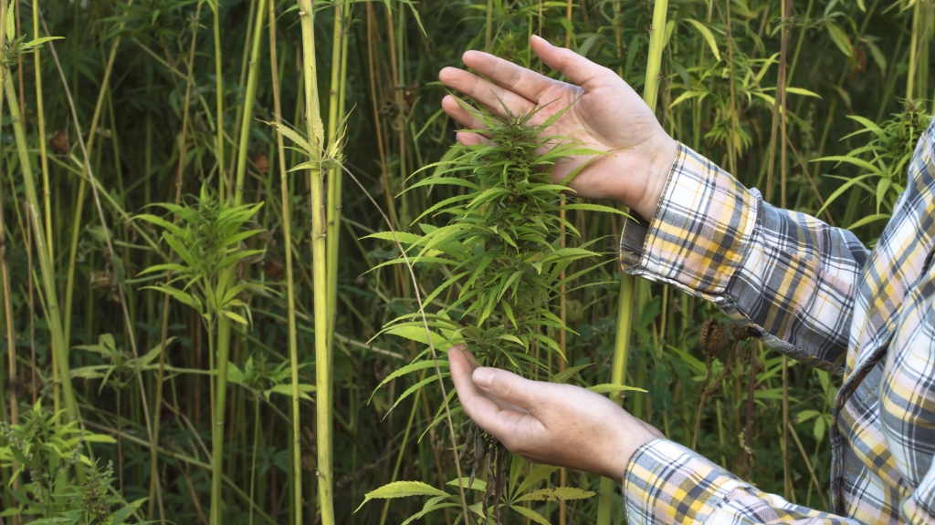 Agriculture and Industries approves dozens of industrial hemp licenses