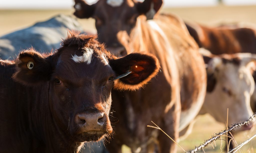 Drought hitting Alabama cattle producers hard