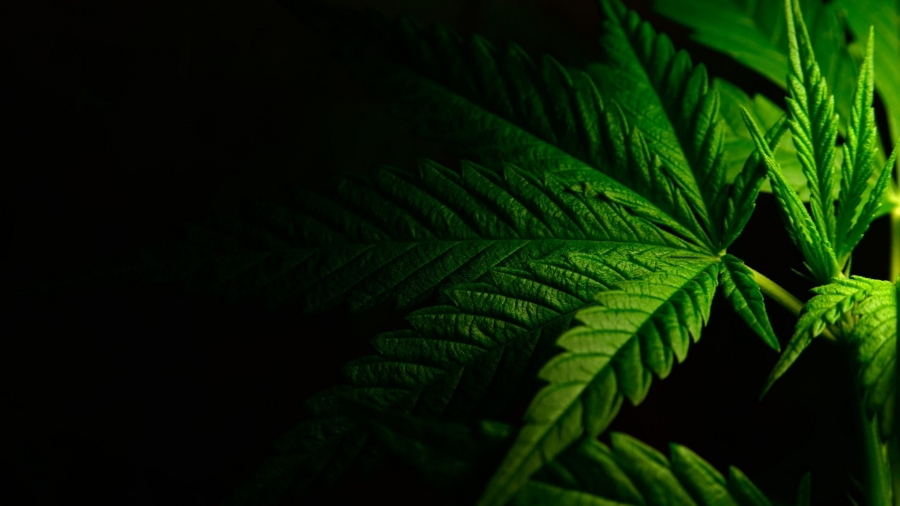 Cannabis industry group promotes hemp, marijuana industries