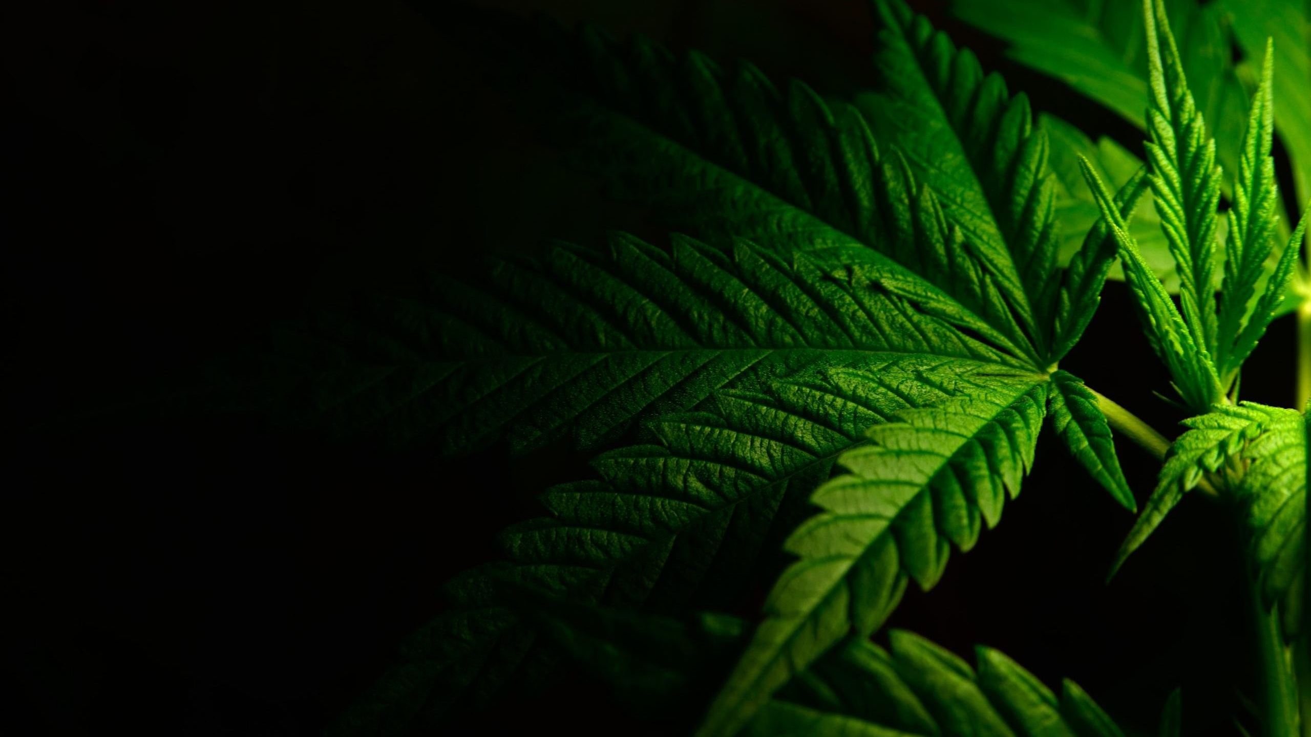 Alabama Democratic Party announces support for marijuana legalization