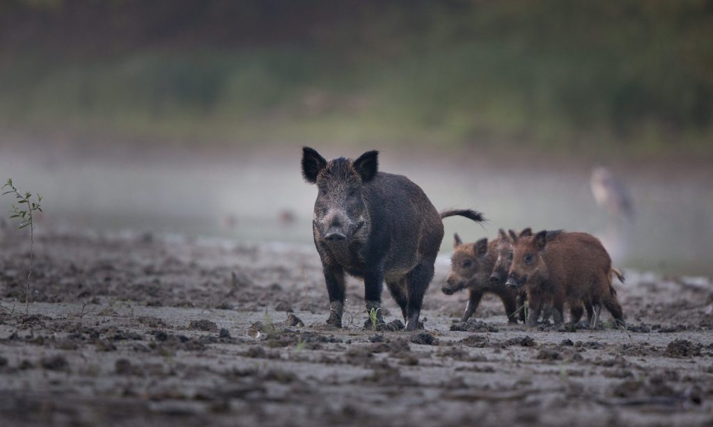USDA provides money to deal with wild hogs