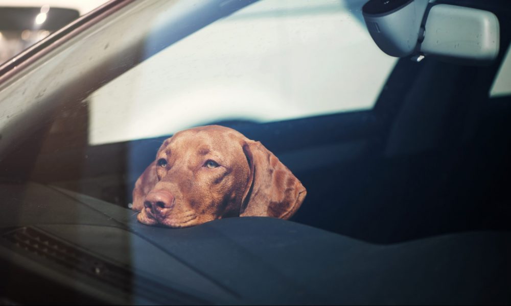 Legislation may harm pets locked in hot cars, not help, vets and
