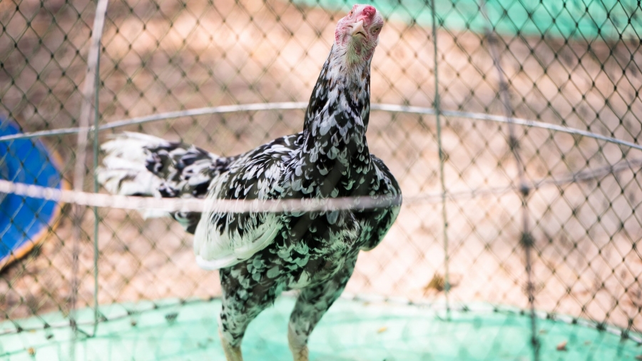 Opinion | Animal Cruelty Enforcement Act would help stamp out illegal cockfighting
