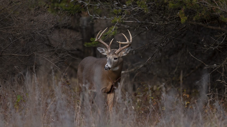 Big Buck Photo Contest continues, hunters encouraged to donate to Venison Provisions