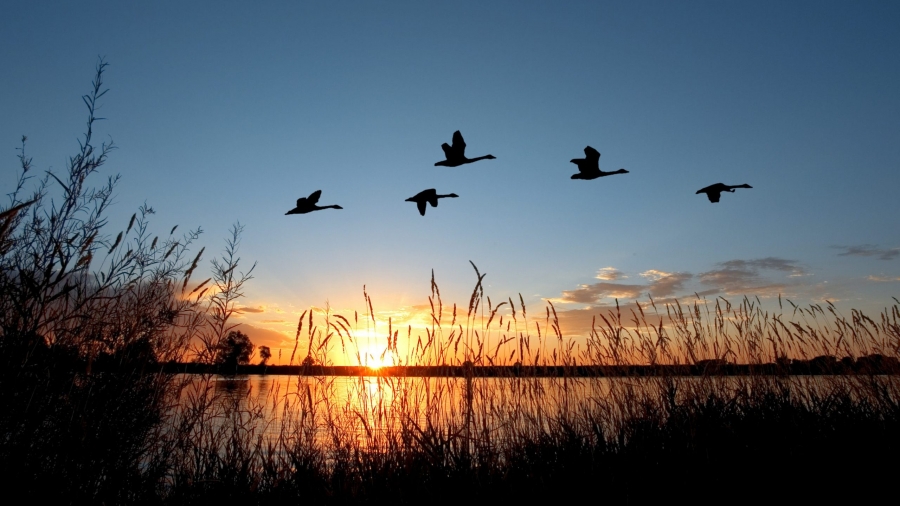 Special waterfowl hunting days announced for youth, veterans and active military personnel