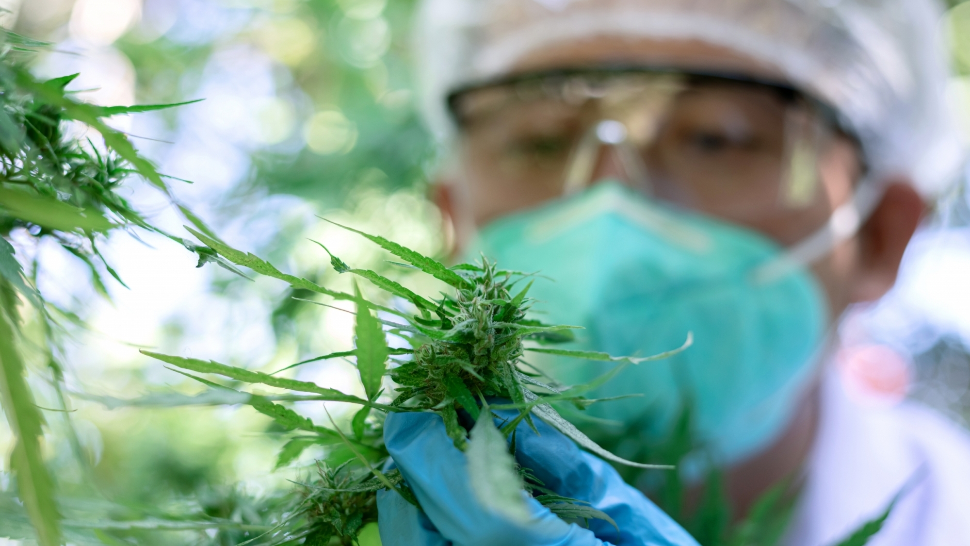 CBD, cannabis and marijuana: What’s the difference? CBD, cannabis and marijuana: What’s the difference?