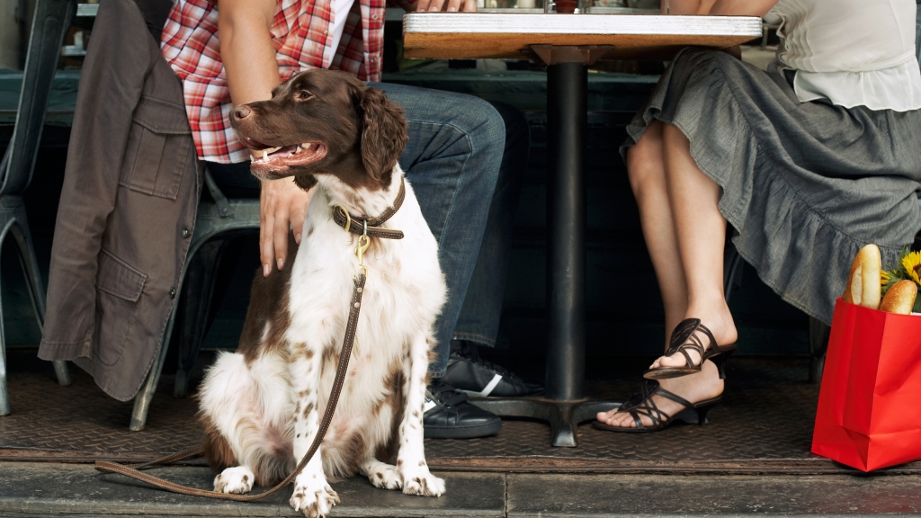 Governor signs bill allowing restaurants to have dog dining areas