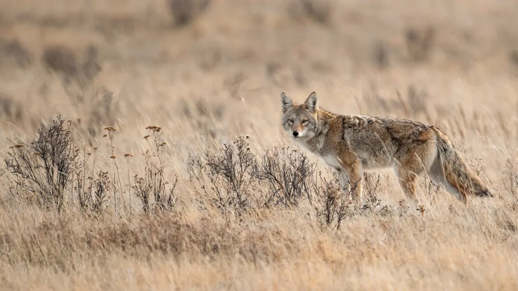 Alabama House passes bill to allow Alabamians to hunt coyotes, hogs at night