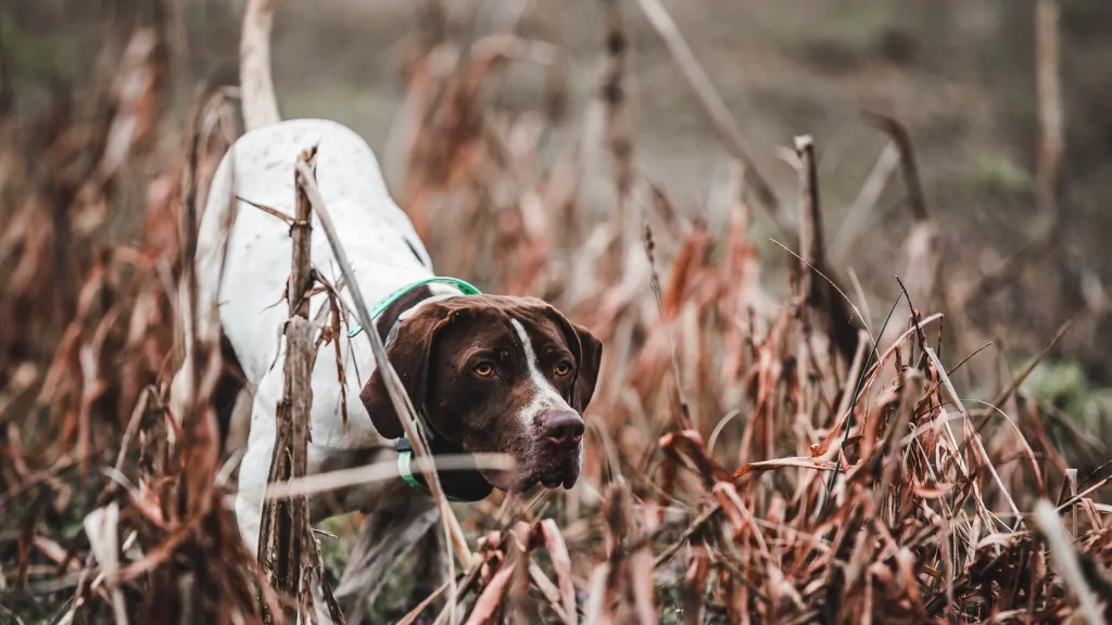 Best Black Belt Dog Photo Contest returns