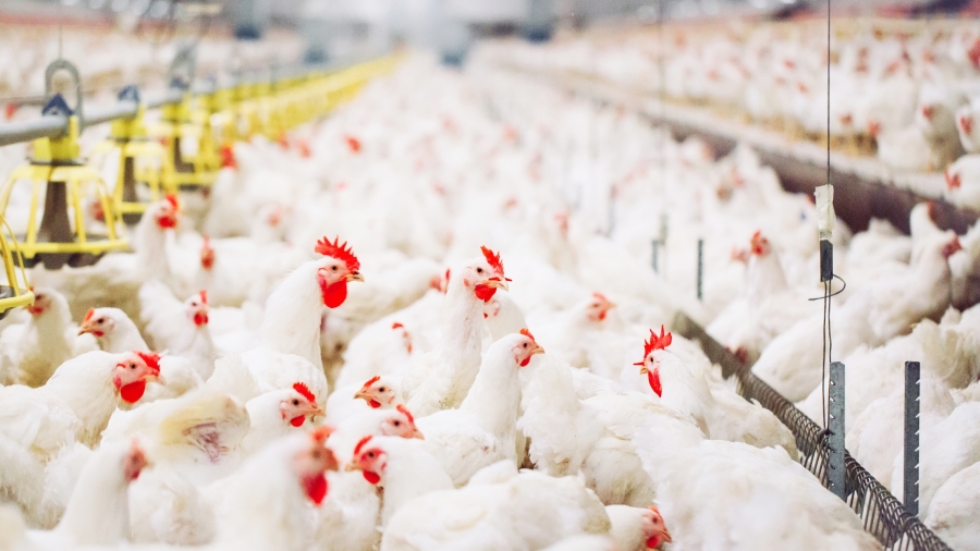 Alabama chicken farmers get first settlements in federal lawsuit