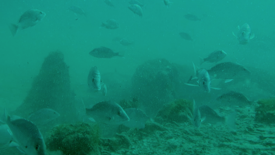 Carl introduces bill to protect ancient underwater forest off coast of Gulf Shores