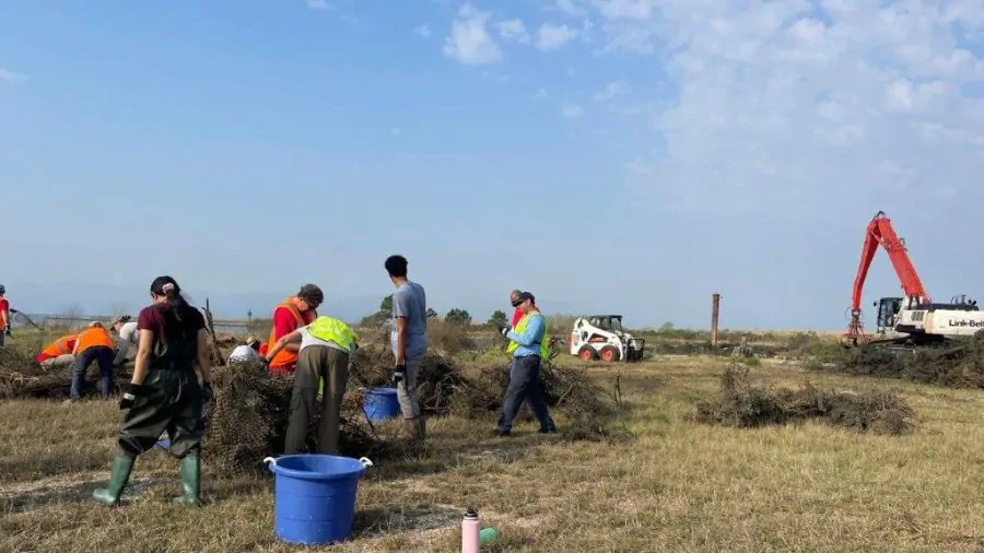 How Alabama Extension restores Dauphin Island oysters