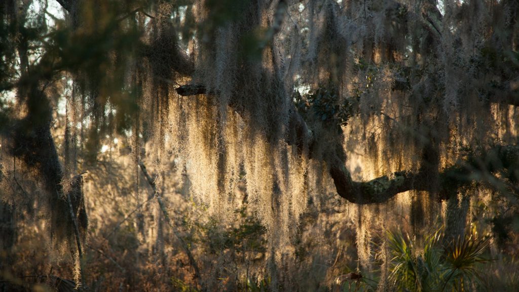 Opinion | Live Oak: Reckoning with Alabama’s Confederate ghosts