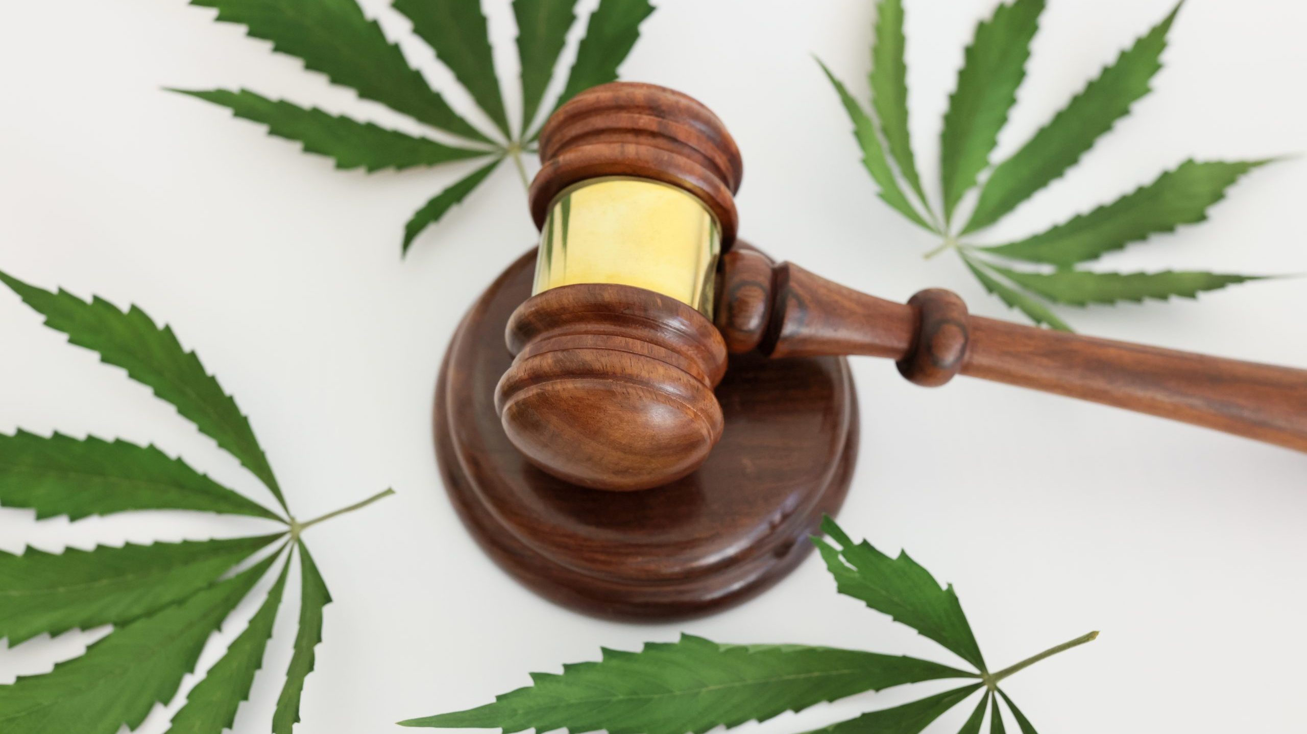 Wooden gavel of judge and sound block surrounded by marijuana leaves on table. Illegal growth of psychoactive cannabis plant and drugs spreading