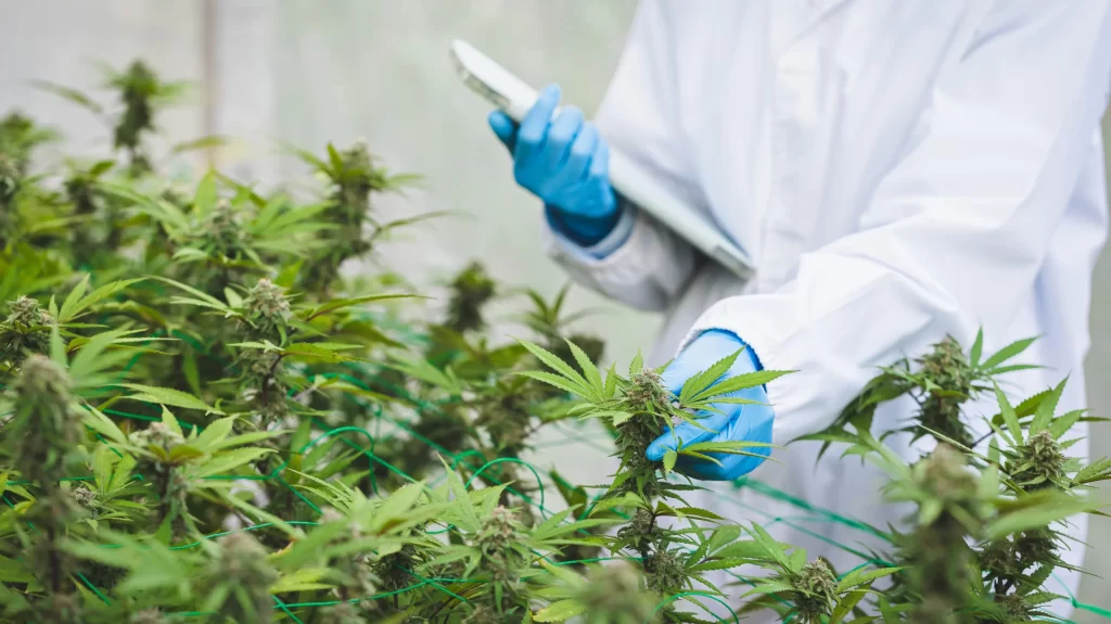 Opinion | Latest medical marijuana legislation might just fix the whole process