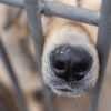 dog at the shelter