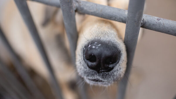 dog at the shelter
