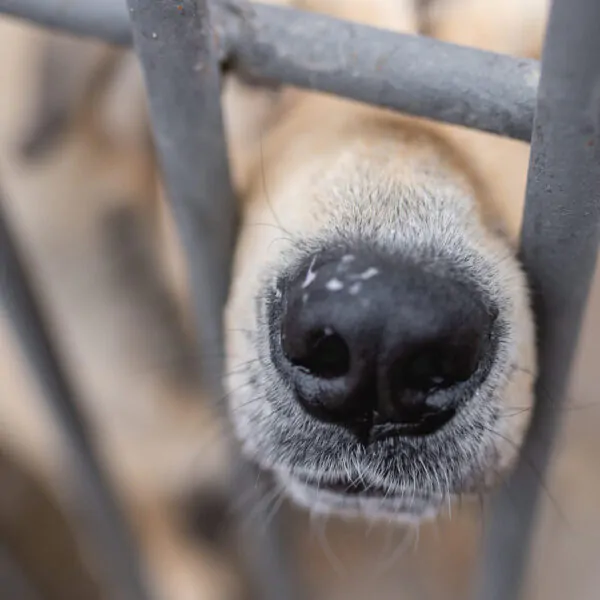 dog at the shelter