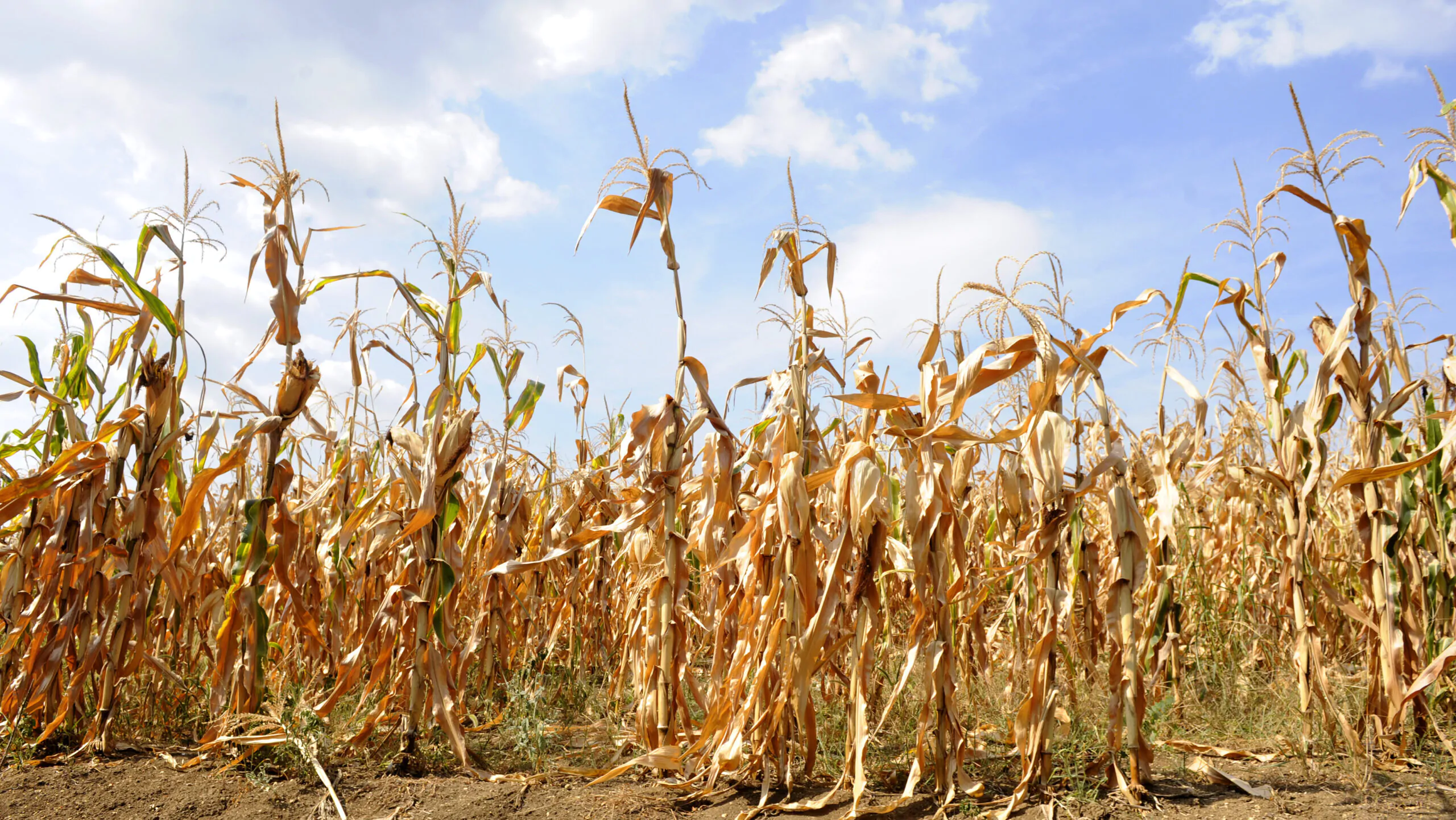 Reports stress drought’s impact on Alabama farms, heightened fire risk