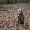 Shed hunting with a Laborador retriever finding deer antlers. Fun sport activity of finding dropped buck antlers. Older Lab retriever dog with whitetail buck horns found in the woods. Canine dog.