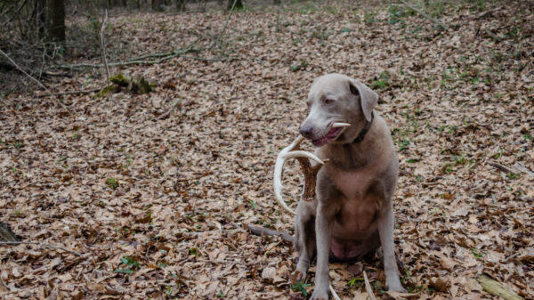 Shed hunting with a Laborador retriever finding deer antlers. Fun sport activity of finding dropped buck antlers. Older Lab retriever dog with whitetail buck horns found in the woods. Canine dog.