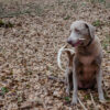 Shed hunting with a Laborador retriever finding deer antlers. Fun sport activity of finding dropped buck antlers. Older Lab retriever dog with whitetail buck horns found in the woods. Canine dog.