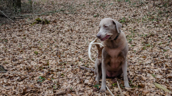 Shed hunting with a Laborador retriever finding deer antlers. Fun sport activity of finding dropped buck antlers. Older Lab retriever dog with whitetail buck horns found in the woods. Canine dog.