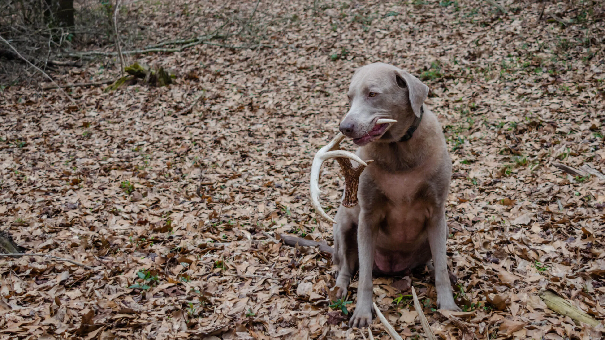 Shed hunting with a Laborador retriever finding deer antlers. Fun sport activity of finding dropped buck antlers. Older Lab retriever dog with whitetail buck horns found in the woods. Canine dog.
