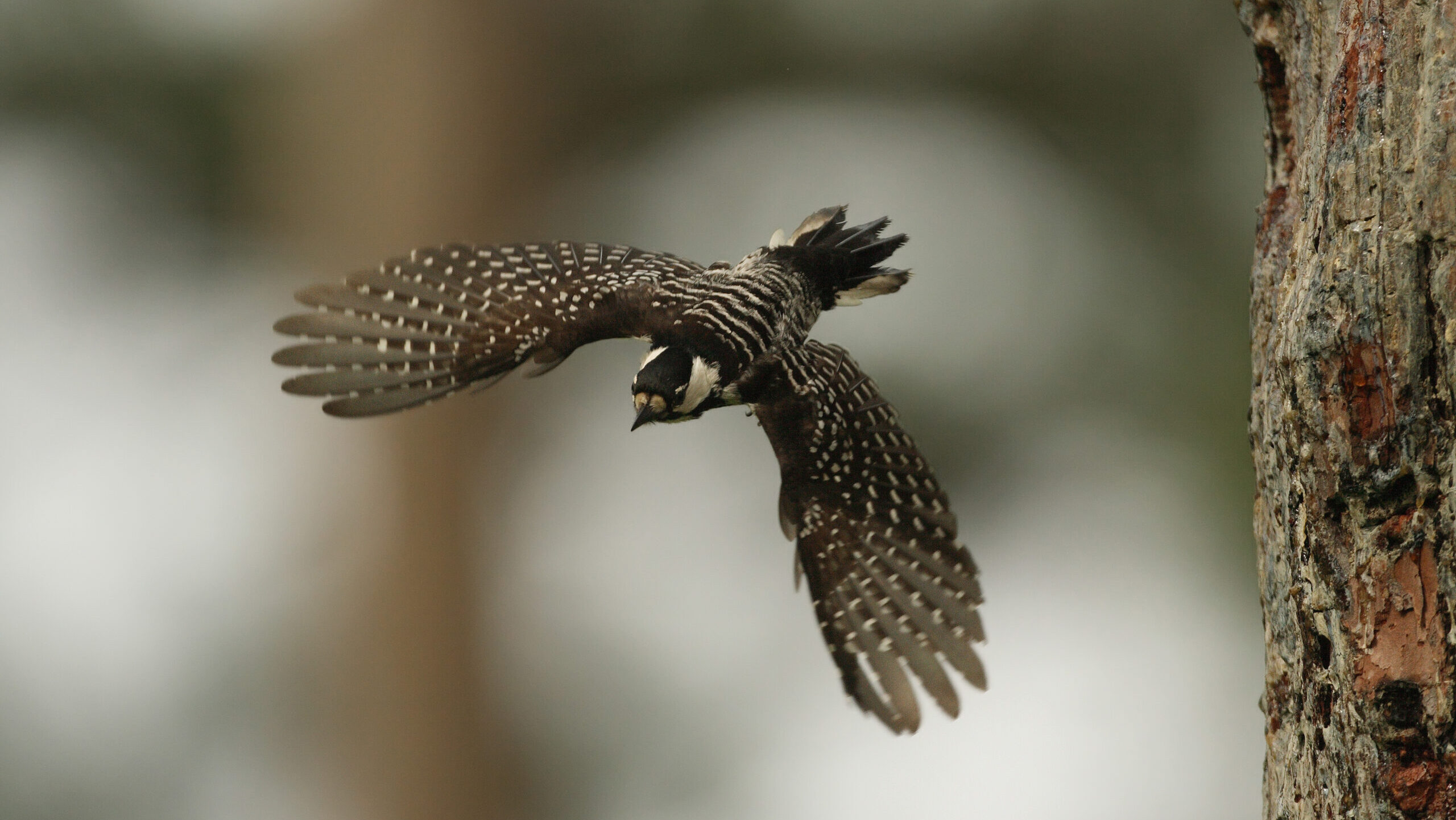 Environmental groups reject Trump administration proposal to expand oil and gas leasing in Conecuh National Forest